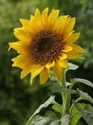 قطعة 6